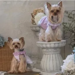 ドレス 犬用品