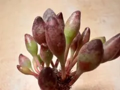 Y*X様 No.n755アドロミスクス　鼓槌 抜き苗　エケベリア