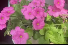 オキザリス ピンク 花 球根 15球のサムネイル