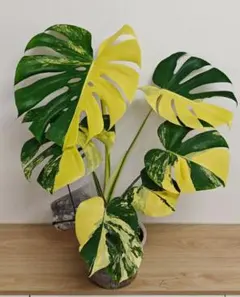 2026年最新】観葉植物 モンステラ・ポトスの人気アイテム - メルカリ