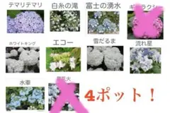 花苗】紫陽花 ネイビーブルー ☆開花株☆ 4号 鉢ごと発送 ④ - メルカリ