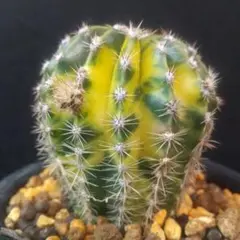 どるちゃん様 リクエスト 2点 まとめ商品