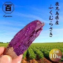 鹿児島産 紫芋 ふくむらさき 10kg 訳あり さつま芋 紫イモ 698