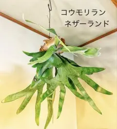 ミルママ様 リクエスト 2点 まとめ商品