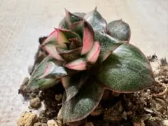 ぽ*る様 n425新入荷　麒麟座錦　エケベリア　多肉植物　撮影1月31日