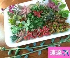 ミニチュアベンチのチマチマ寄せ*そのまま飾れる多肉植物の寄せ植え