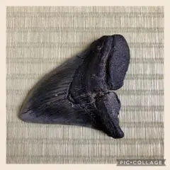 サメの歯 メガロドン 歯化石 特大 100mm 美麗 完全ナチュラル 希少標本