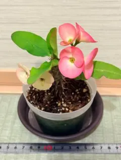 2026年最新】花キリン八福神の人気アイテム - メルカリ