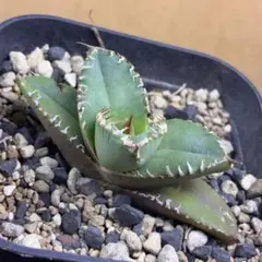 2026年最新】アガベ子株の人気アイテム - メルカリ