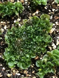 2026年最新】レカノプテリスの人気アイテム - メルカリ