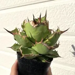 2026年最新】アガベ イラン株の人気アイテム - メルカリ