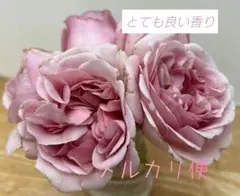 くろまろまろ様専用ページ 和バラ 挿木苗 バラ苗 - メルカリ