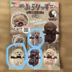 ぶらぶらりーず第3弾 ゆれるトイプーたち 犬 フィギュア ガチャ　3個セット