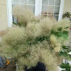 Rion❣️リピ割、フォロー割ぜひ‼️様 リクエスト 2点 まとめ商品