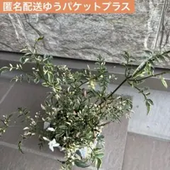 oui様 リクエスト 2点 まとめ商品