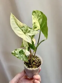 ブセファランドラ（斑入り株）Bucephalandra Pipto - メルカリ