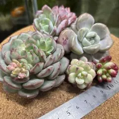 sala1110様 リクエスト 3点 まとめ商品