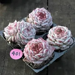 エミちゃん様 リクエスト 2点 まとめ商品