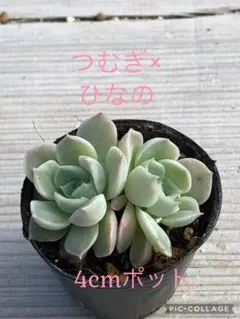 2025年最新】miya苗の人気アイテム - メルカリ