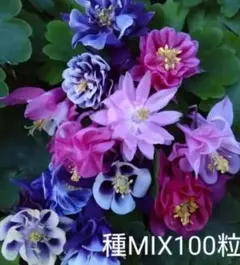 せつばあば様 リクエスト 2点 まとめ商品