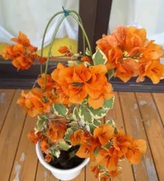 2026年最新】ブーゲンビリアの人気アイテム - メルカリ