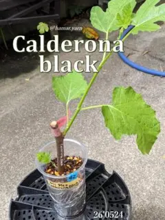 イチジク小苗　Calderona Black 挿し木苗 42のサムネイル