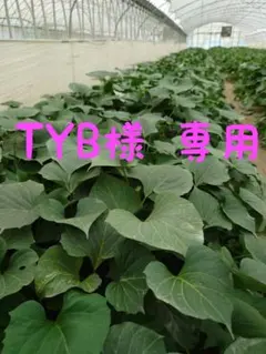 TYB様 リクエスト【紅はるか80本】【4月中旬〜下旬】 2点 まとめ商品