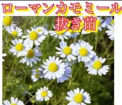 furu8161様 リクエスト 2点 まとめ商品