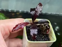 2026年最新】bucephalandra sp. ghost kalimantanの人気アイテム