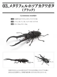 いきもの大図鑑　メタリフェルホソアカクワガタ　ブラック