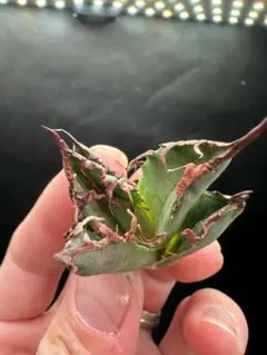 super　シーザー 凱撤 OC セール品_14