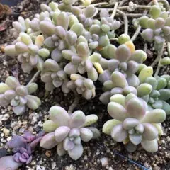 優飛mama様 リクエスト 3点 まとめ商品