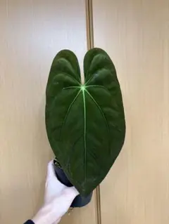 2026年最新】アンスリウム原種の人気アイテム - メルカリ