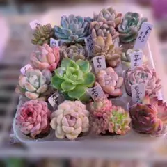 韓国苗エケベリア16鉢セット多肉植物
