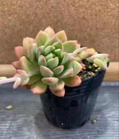 多肉植物☆カット☆マッコス☆1カット☆緑棒