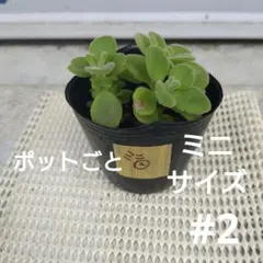 ゆーじろー様 リクエスト 2点 まとめ商品