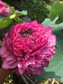 7R様 リクエスト 2点 まとめ商品