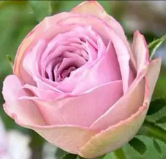 バラ大苗　確認用