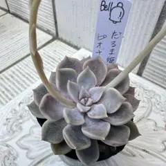 だるま姫秋麗xピオナ　交配実生苗　Bell苗　多肉植物