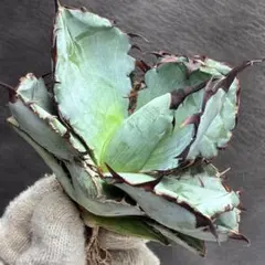 2025年最新】アガベ ブルーボールの人気アイテム - メルカリ