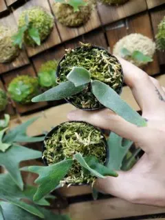 胞子培養7種 8株セット ビカクシダ コウモリラン - メルカリ