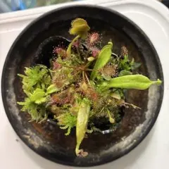 セファロタス ビッグボーイ(Big Boy)大株 食虫植物 【匿名配送