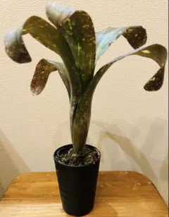 2026年最新】タンクブロメリアの人気アイテム - メルカリ