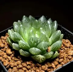5697 ナイルの一滴 実生 多肉植物 ハオルチア アロエ - メルカリ