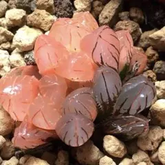 ち*り様 多肉植物　ハオルチア　赤姫オブツーサ錦　鮮明錦　糊斑