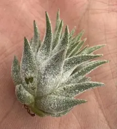 Tillandsia Ionantha Pyramid 速達発送 tillandsia Ionantha Pyramid (RFI) 速達発送 - メルカリ