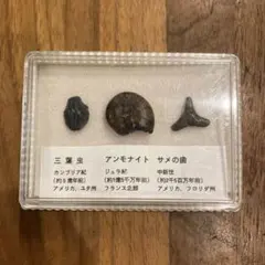 2026年最新】三葉虫化石の人気アイテム - メルカリ