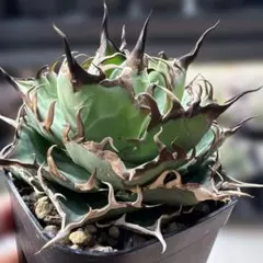 2026年最新】観葉植物 アガベの人気アイテム - メルカリ