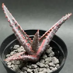 2025年最新】アロエハイブリッド 種子の人気アイテム - メルカリ