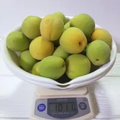 【岩手県産】梅　約１ｋｇ　鮮度保持ビニール使用、宅急便コンパクト発送のサムネイル